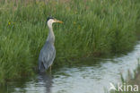 Blauwe Reiger (Ardea cinerea)