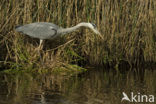 Blauwe Reiger (Ardea cinerea)