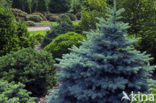 Colorado Spruce (Picea pungens)