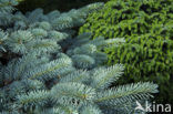 Colorado Spruce (Picea pungens)