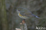 Red-flanked Bluetail (Tarsiger cyanurus)