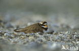 Bontbekplevier (Charadrius hiaticula)