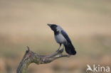 Bonte Kraai (Corvus cornix)