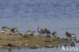 Bonte Strandloper (Calidris alpina)