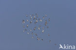 Bonte Strandloper (Calidris alpina)