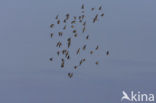 Bonte Strandloper (Calidris alpina)