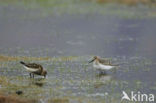 Dunlin (Calidris alpina)