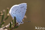 Boomblauwtje (Celastrina argiolus)