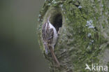 Boomkruiper (Certhia brachydactyla)