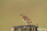 Tree Pipit (Anthus trivialis)