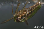 Backswimmer (Notonecta glauca)