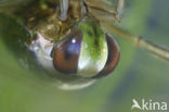 Backswimmer (Notonecta glauca)