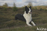 Border collie (Canis domesticus)