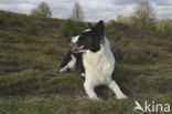 Border collie (Canis domesticus)