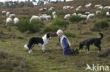 Border collie (Canis domesticus)