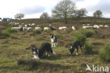 Border collie (Canis domesticus)