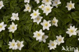 Wood Anemone (Anemone nemorosa)