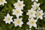 Wood Anemone (Anemone nemorosa)