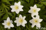 Wood Anemone (Anemone nemorosa)