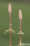 Bospaardenstaart (Equisetum sylvaticum)