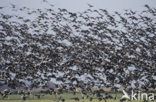 Brandgans (Branta leucopsis)