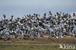 Brandgans (Branta leucopsis)