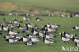 Brandgans (Branta leucopsis)