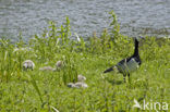 Brandgans (Branta leucopsis)