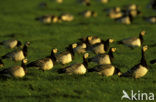 Brandgans (Branta leucopsis)