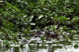 Brilkaaiman (Caiman crocodilus)