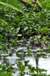 Brilkaaiman (Caiman crocodilus)