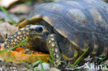 Brazilian Giant Tortoise (Geochelone denticulata) 