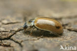 Bruin lieveheersbeestje (Aphidecta obliterata)