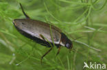 Colymbetes fuscus