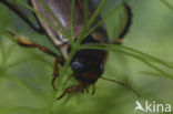 Colymbetes fuscus