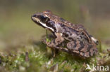 Common Frog (Rana temporaria)