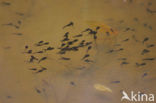 Common Frog (Rana temporaria)