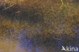 Common Frog (Rana temporaria)