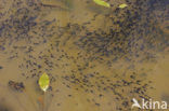 Common Frog (Rana temporaria)