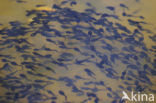 Common Frog (Rana temporaria)