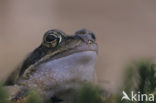 Common Frog (Rana temporaria)