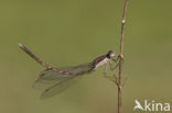 Bruine winterjuffer (Sympecma fusca) 