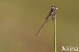 Brown Emerald Damselfly (Sympecma fusca)