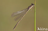 Bruine winterjuffer (Sympecma fusca) 