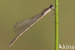 Brown Emerald Damselfly (Sympecma fusca)