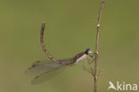 Bruine winterjuffer (Sympecma fusca) 