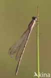 Bruine winterjuffer (Sympecma fusca) 