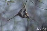 Eurasian Penduline-Tit (Remiz pendulinus)
