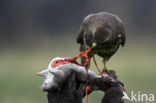 Common Buzzard (Buteo buteo)