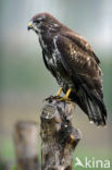 Buizerd (Buteo buteo)